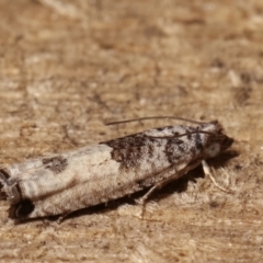 Spilonota constrictana (A Tortricid moth) at Melba, ACT - 21 Jan 2021 by kasiaaus