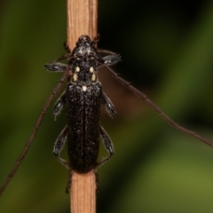 Strongylurus ceresioides (Longhorn beetle) at Melba, ACT - 22 Jan 2021 by kasiaaus