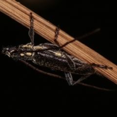 Strongylurus ceresioides at Melba, ACT - 22 Jan 2021 01:26 AM