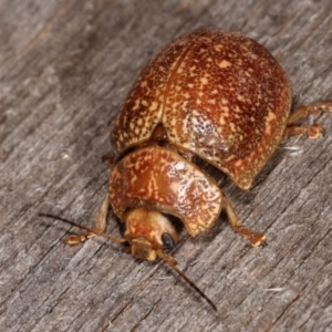 Paropsis variolosa at Melba, ACT - 22 Jan 2021