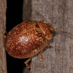 Paropsis variolosa at Melba, ACT - 22 Jan 2021