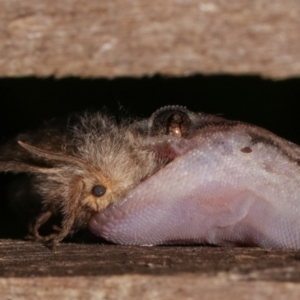 Christinus marmoratus at Melba, ACT - 22 Jan 2021