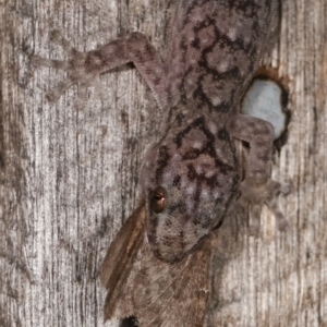 Christinus marmoratus at Melba, ACT - 22 Jan 2021