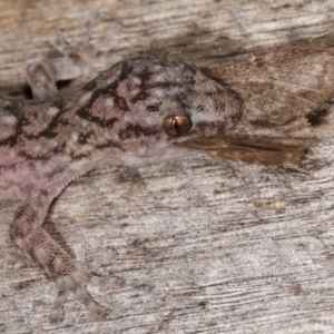 Christinus marmoratus at Melba, ACT - 22 Jan 2021 11:03 PM