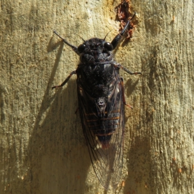 Pauropsalta mneme (Alarm Clock Squawker) at Downer, ACT - 30 Jan 2021 by Christine