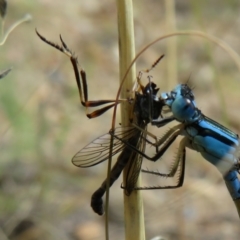 Leptogaster sp. (genus) (Robber fly) at Tuggeranong Creek to Monash Grassland - 31 Jan 2021 by Christine