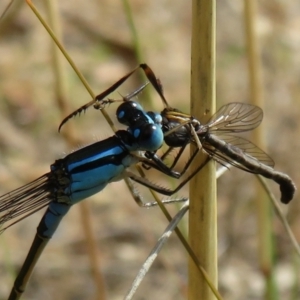 Leptogaster sp. (genus) at Isabella Plains, ACT - 31 Jan 2021