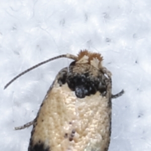 Pectinivalva commoni group undescribed species at Melba, ACT - 22 Jan 2021