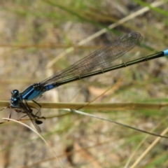 Ischnura heterosticta (Common Bluetail Damselfly) at Isabella Plains, ACT - 31 Jan 2021 by Christine