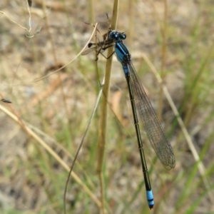 Ischnura heterosticta at Isabella Plains, ACT - 31 Jan 2021