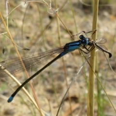 Ischnura heterosticta at Isabella Plains, ACT - 31 Jan 2021