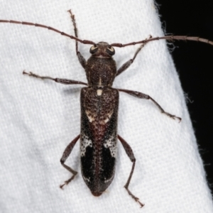 Phacodes personatus at Melba, ACT - 22 Jan 2021