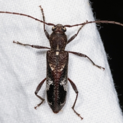Phacodes personatus (Longhorn beetle) at Melba, ACT - 22 Jan 2021 by kasiaaus