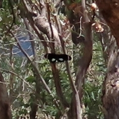 Papilio aegeus (Orchard Swallowtail, Large Citrus Butterfly) at Paddys River, ACT - 31 Jan 2021 by RodDeb