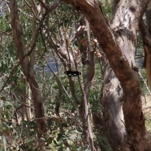 Papilio aegeus at Paddys River, ACT - 31 Jan 2021