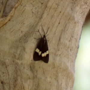 Nyctemera amicus at Paddys River, ACT - 31 Jan 2021