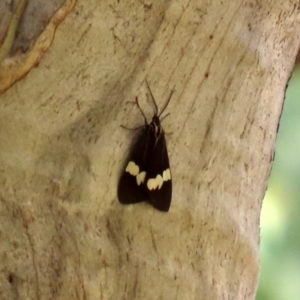 Nyctemera amicus at Paddys River, ACT - 31 Jan 2021