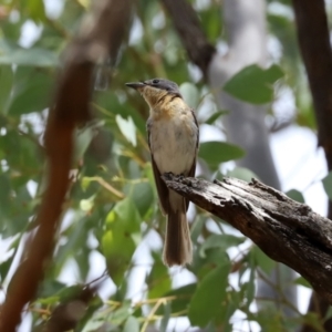 Myiagra rubecula at Paddys River, ACT - 31 Jan 2021