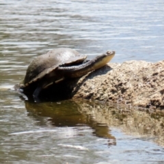 Chelodina longicollis at Paddys River, ACT - 31 Jan 2021