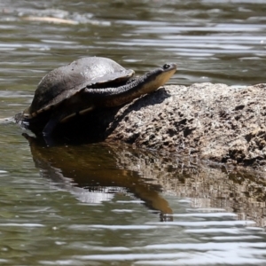 Chelodina longicollis at Paddys River, ACT - 31 Jan 2021