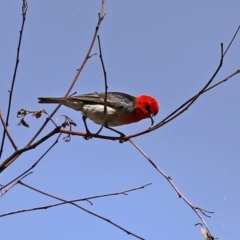 Myzomela sanguinolenta at Paddys River, ACT - 31 Jan 2021