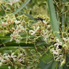 Lomatia myricoides (River Lomatia) at Mongarlowe River - 30 Jan 2021 by kieranh