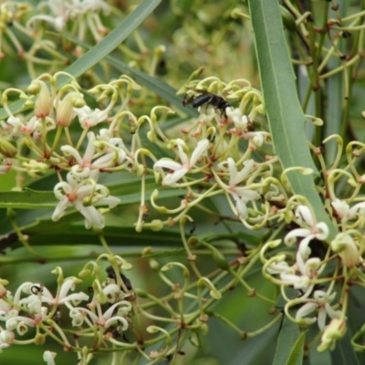 Lomatia myricoides (River Lomatia) at Mongarlowe River - 30 Jan 2021 by kieranh