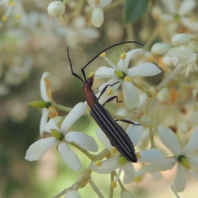 Syllitus rectus (Longhorn beetle) at Conder, ACT - 14 Dec 2020 by michaelb
