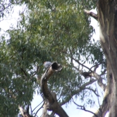 Callocephalon fimbriatum (Gang-gang Cockatoo) at Federal Golf Course - 1 Feb 2021 by MichaelMulvaney