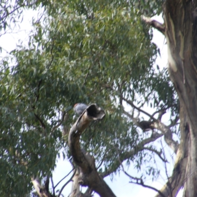 Callocephalon fimbriatum (Gang-gang Cockatoo) at Federal Golf Course - 1 Feb 2021 by MichaelMulvaney