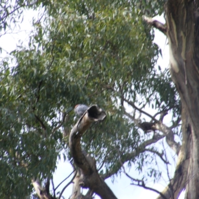 Callocephalon fimbriatum (Gang-gang Cockatoo) at Federal Golf Course - 31 Jan 2021 by MichaelMulvaney