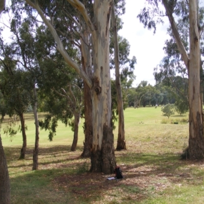 Eucalyptus globulus subsp. bicostata (Southern Blue Gum, Eurabbie) at Federal Golf Course - 31 Jan 2021 by MichaelMulvaney