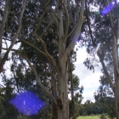 Eucalyptus globulus subsp. bicostata at Hughes, ACT - 1 Feb 2021