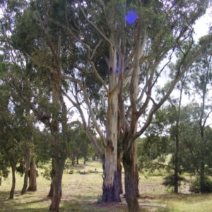 Eucalyptus globulus subsp. bicostata at Hughes, ACT - 1 Feb 2021