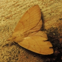 Pararguda nasuta (Wattle Snout Moth) at Chisholm, ACT - 8 Dec 2020 by michaelb