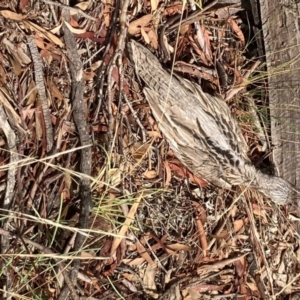 Burhinus grallarius at Forde, ACT - 1 Feb 2021