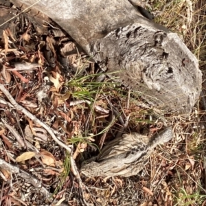 Burhinus grallarius at Forde, ACT - 1 Feb 2021