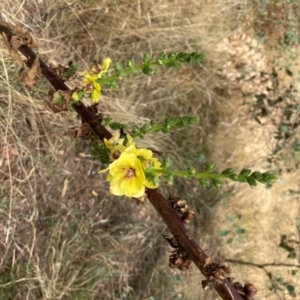 Verbascum virgatum at Forde, ACT - 1 Feb 2021 10:30 AM