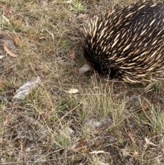 Tachyglossus aculeatus (Short-beaked Echidna) at Forde, ACT - 1 Feb 2021 by Jenny54