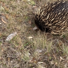 Tachyglossus aculeatus (Short-beaked Echidna) at Mulligans Flat - 31 Jan 2021 by Jenny54