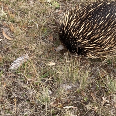 Tachyglossus aculeatus (Short-beaked Echidna) at Mulligans Flat - 31 Jan 2021 by Jenny54