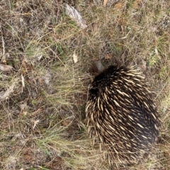 Tachyglossus aculeatus at Forde, ACT - 1 Feb 2021 10:13 AM