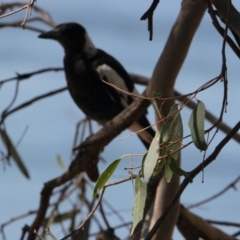 Gymnorhina tibicen (Australian Magpie) at Lake Hume Village, NSW - 30 Jan 2021 by PaulF