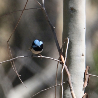 Malurus cyaneus (Superb Fairywren) at Albury - 29 Jan 2021 by PaulF