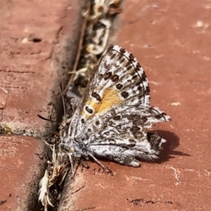 Lucia limbaria at Aranda, ACT - 1 Feb 2021 10:34 AM