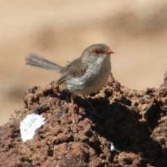 Malurus cyaneus (Superb Fairywren) at Albury - 30 Jan 2021 by PaulF