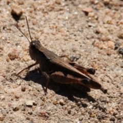 Phaulacridium vittatum (Wingless Grasshopper) at Lake Hume Village, NSW - 30 Jan 2021 by PaulF