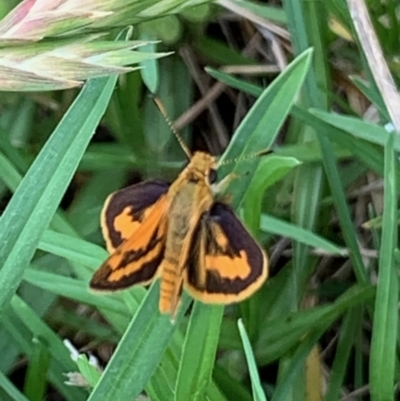 Ocybadistes walkeri (Green Grass-dart) at Springdale Heights, NSW - 1 Feb 2021 by PaulF