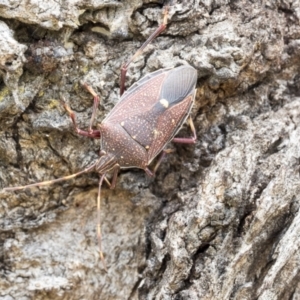 Poecilometis strigatus at Higgins, ACT - 24 Nov 2020