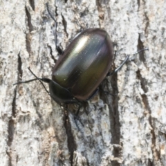 Chalcopteroides spectabilis (Rainbow darkling beetle) at Holt, ACT - 24 Nov 2020 by AlisonMilton